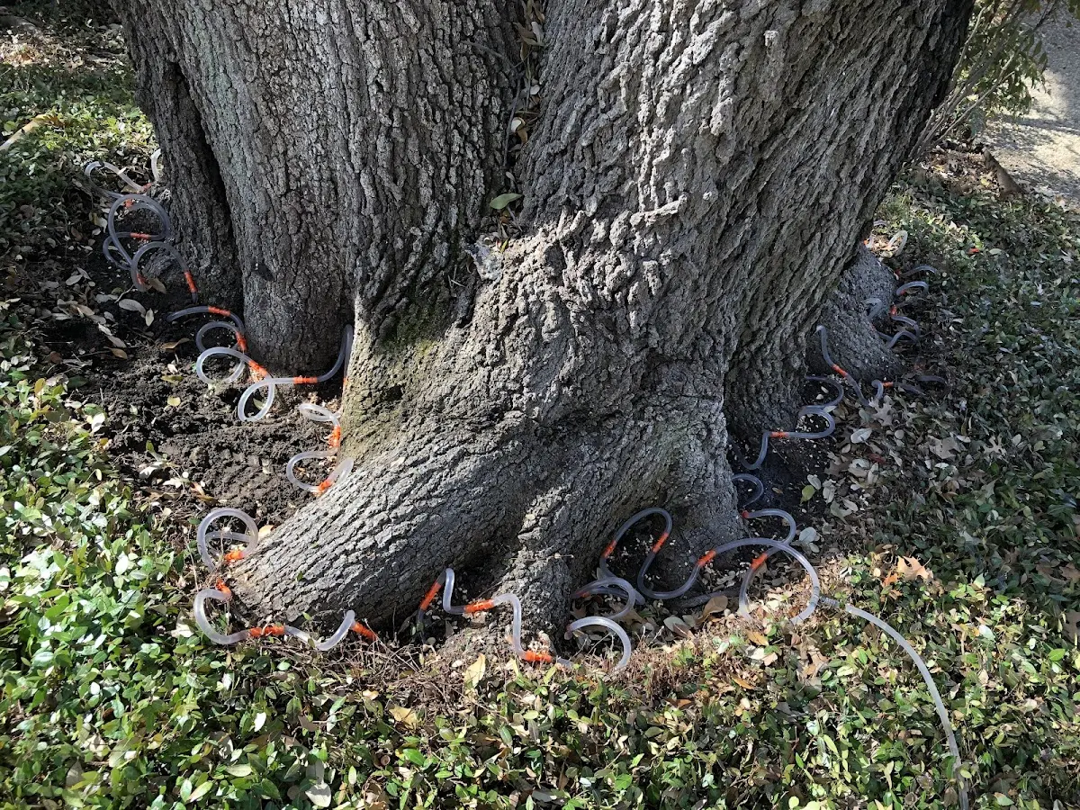 Detailed Tree Cabling and Bracing job site in Witts Springs