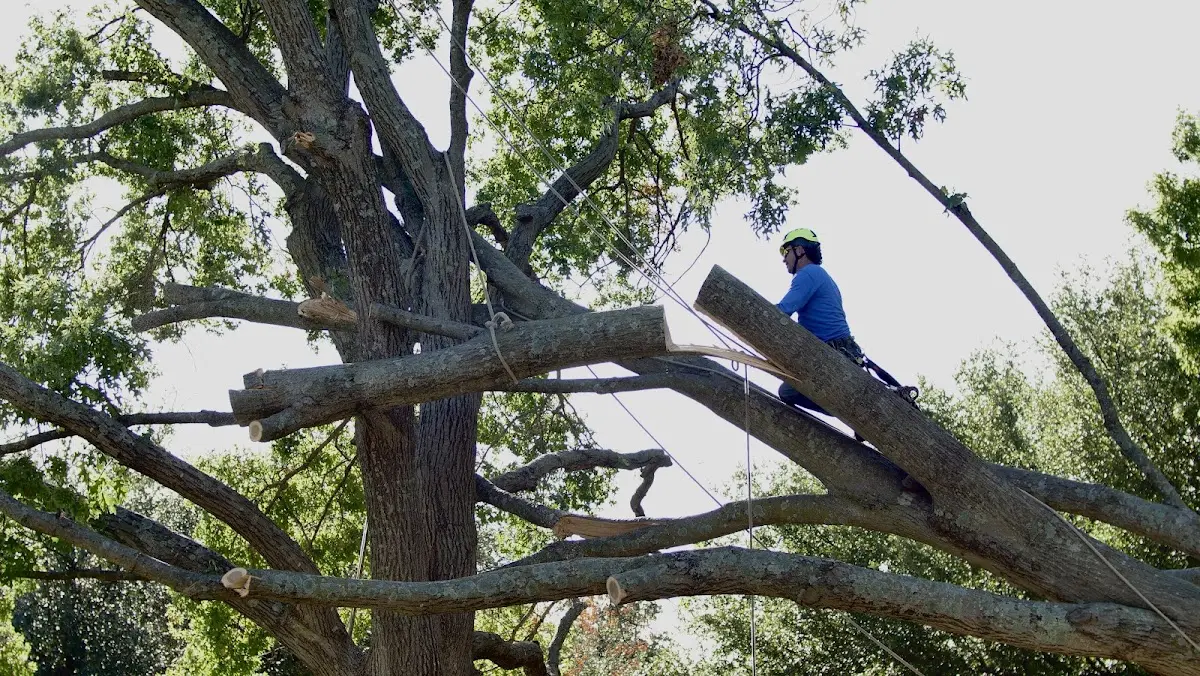 Professional Crown Thinning performed by certified arborists in Witts Springs
