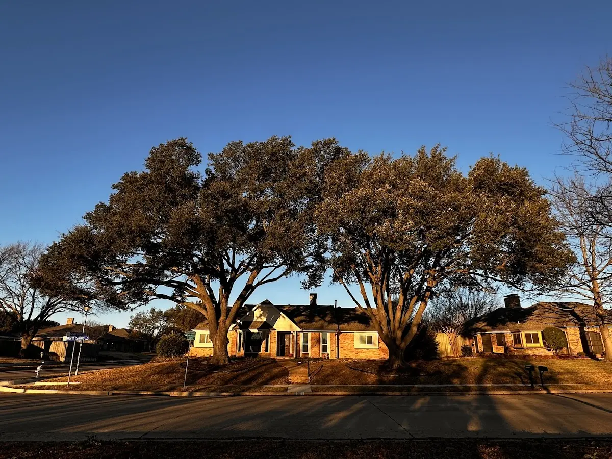 Established residential canopy tree shading a home in Witts Springs
